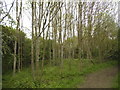 Woodland on Barn Hill