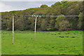 North Devon : Grassy Field