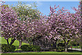 NO3801 : Cherry blossom, Letham Glen by William Starkey
