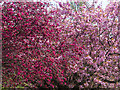 NO3801 : Cherry blossom, Letham Glen by William Starkey
