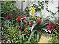 Flowering plants, the Pavilion, Sheffield Botanical Gardens