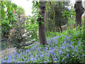 Bluebells on Holly Hill, Hampstead