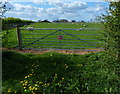 Sheep pasture and gate next to the bridleway