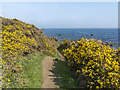 NO5100 : Fife Coastal path near Ardross by William Starkey