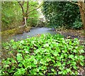 Water in the Belgian Moat