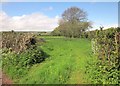 Field near Little Halseycross Farm