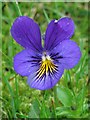 Mountain pansy near Blackcleugh Cottage