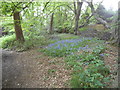 Bluebells in Barnet Gate Wood