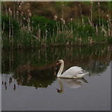 SD4763 : Mute swan, Lancaster Canal by Ian Taylor