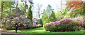 Rhododendrons and Azaleas, Valley Gardens