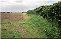 Field boundary, Burton