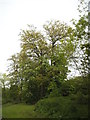 Trees in Brent Park, Golders Green