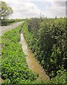 Ditch by Stogursey Lane