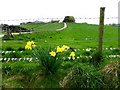 Daffodils along Esker Road,