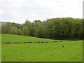 Field off Campsie Road