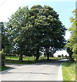 Three trees at the edge of Penrhyn Farm near Trefil