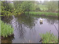 Small Pond with a Buoy