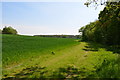 TQ9135 : The edge of a crop field near Tiffenden Manor Farm by Julian P Guffogg