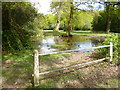 Nomansland, village pond