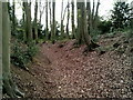 Beech woodland at Cholesbury Hill Fort