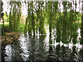 Weir pool at Taverham Mill