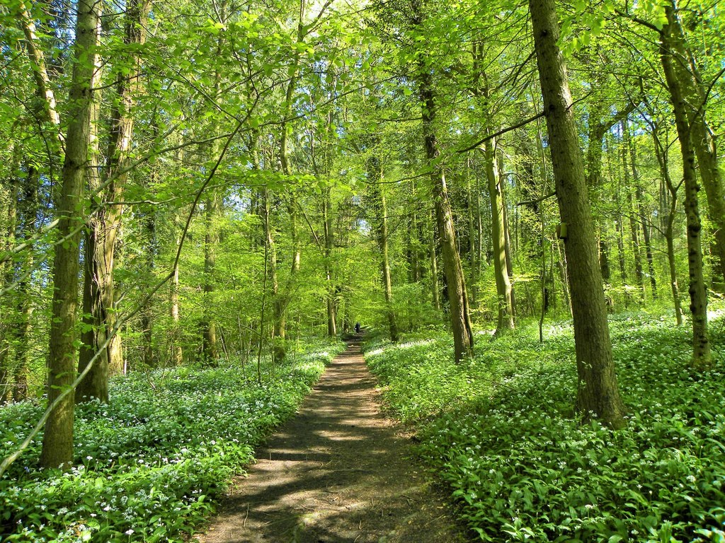 Friary Wood in Spring © Colin Bews :: Geograph Britain and Ireland