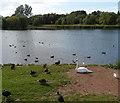 Waterfowl on and near Backwell Lake 