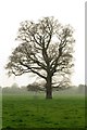 Tree in Ouzel Valley Park