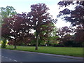 Cranleigh Common from The High Street