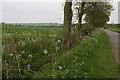 Wildflowers on dike bank in Moor Lane