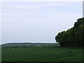 Fields at the edge of Marley Wood, Pean Hill