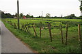 French gate on a field opposite Cauthorpe Medieval Village sitw