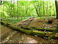 Bridleway with bluebells and fallen timber