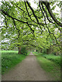 Path through Orchard Field