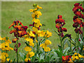 Wallflower blooms, Malton Cemetery