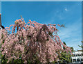 Unusual Tree,  Muswell Hill, London N10