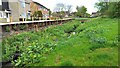 Haydon Wick Brook, Swindon (1)