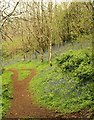 Penstave Copse