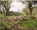 Laid hedge by Penstave Copse