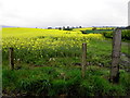 Rape seed crop, Milltown