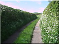 Lane to Parkside Farm, Lydiard Millicent