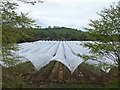 Fruit trees grown under protection, near Rattray