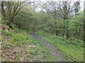 Woodland path, Binn Wood