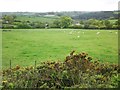 Grazing sheep, above Brinsworthy