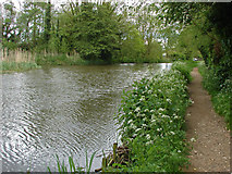 SU9951 : River Wey, Guildford by Alan Hunt