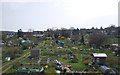 Allotments, South Croydon