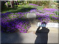 Purple flowers on Belstead Road