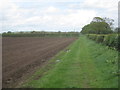 Field edge near Park Farm