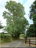 ST6715 : Lane from St Catherine's to Haydon Farm by Basher Eyre