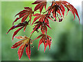 Acer leaves in Branklyn Garden